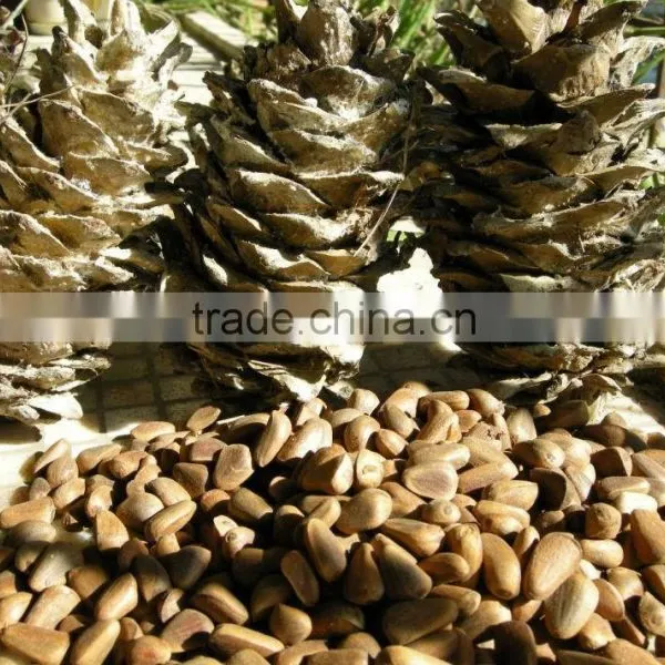 Chinese Pinenut , Red Pine Nut photo-2