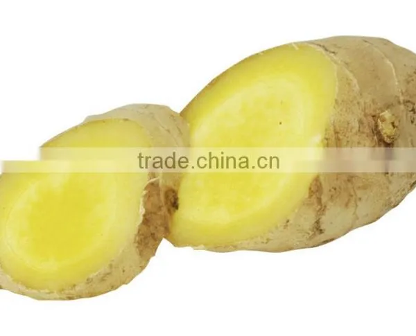 Wholesale Common Cultivation Type Fresh Ginger photo-3