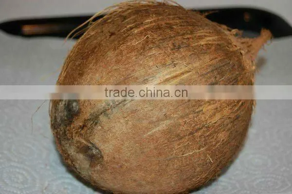 Fresh Big Coconuts