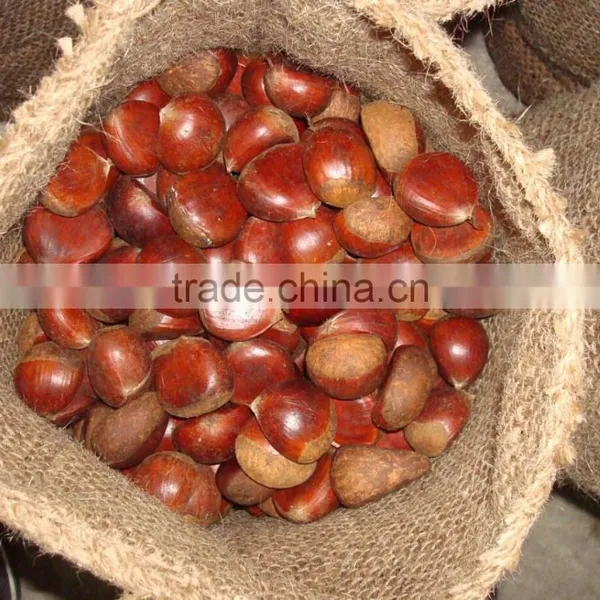 30-40 40-60 2015 Hot Sell Sweet Fresh Chestnuts photo-5