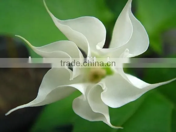 High Quality Raw Material Scopolamine-99% photo-6