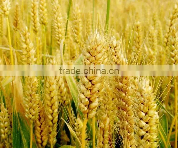 Wheat Gluten Meal for Animal Feed photo-6