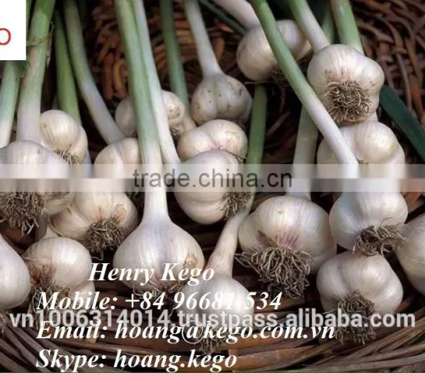 Fresh White Garlic Crop 2016 photo-5