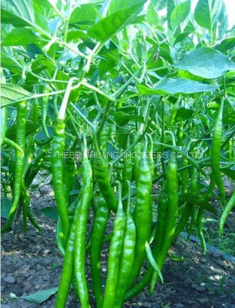 Green Thin And Long Hot Chili Pepper Seeds For Planting photo-3