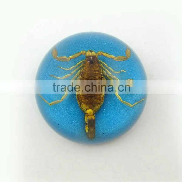 2016 New Style Business Particularly Paperweight With Real Insect Spide photo-3