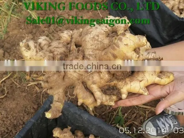 FRESH GINGER _ HIGH QUALITY photo-3