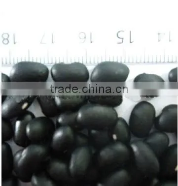 Black Bean photo-2