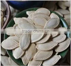 10mm+ 11mm Yellow Color Shine Skin Pumpkin Seeds photo-3