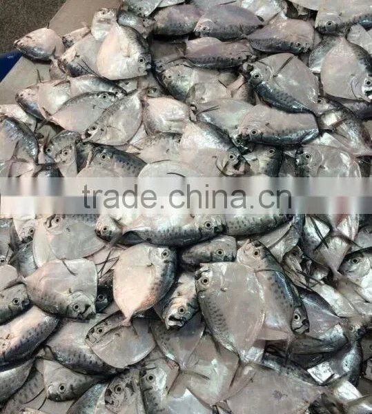 MOON FISH photo-5