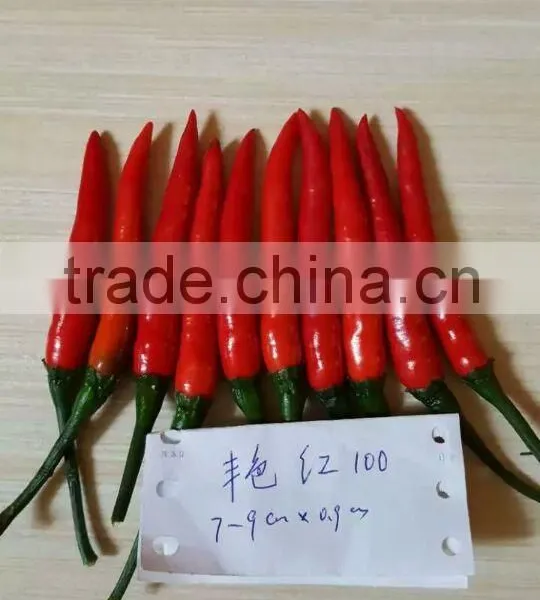 Hybrid F1 Red Hot Pepper Seeds Chili Seeds For Sale-Brightness Red 100 photo-3