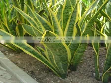 Golden Green Sansevieria for Indoor Ornamental Bonsai Plants photo-2