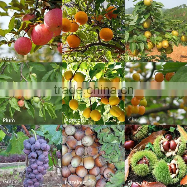 Fruit Tree Seedling photo-6
