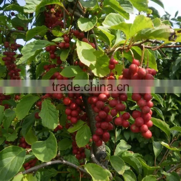 Free Sample Anxiety-proof Fructus Schisandra Extract photo-6