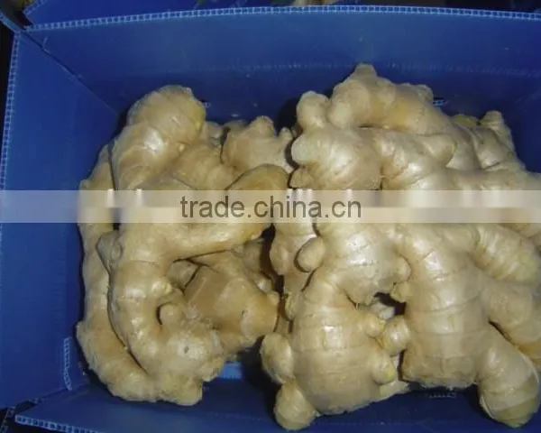 Fresh Washed Ginger photo-2