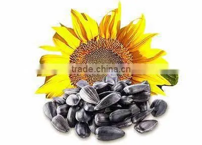 SUNFLOWER OIL SEEDS