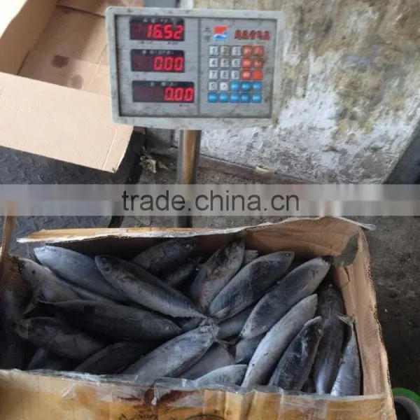 Frozen Sea Frozen Bonito With Cheap Price photo-4