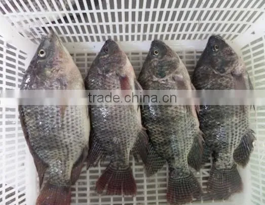 BQF Good Quality Tilapia Whole Round 200-300g 300-500g photo-2