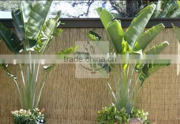 Reed Fence photo-2