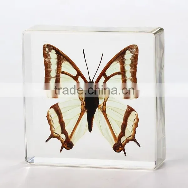 2016 New Style Wholesale Paperweight With Real Butterfly photo-4