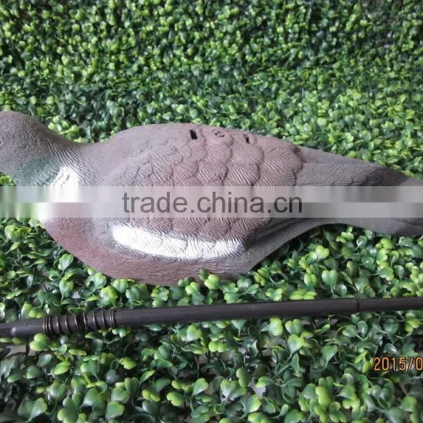 Pigeon Shell