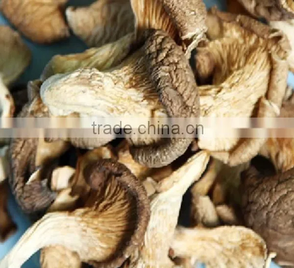 High Quality Fungusabalone Mushroom China photo-3