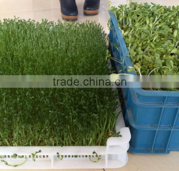 Hydroponics Animal Fodder Bean Sprout Machine/oat Sprouting Machine/ Bean Sprout Growing Machine on Sale photo-6