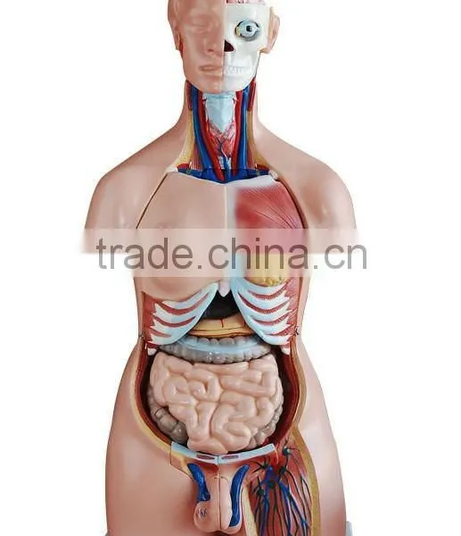 Biology Human Whole Body Anatomical Model (Human Anatomical Torso)