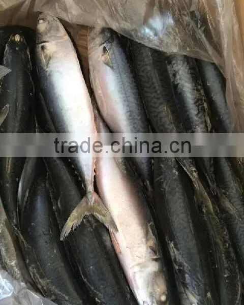 Frozen Pacific Mackerel