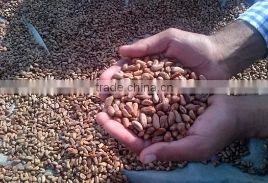Best Natural Pine Nuts Best Cleaned Grade AAA photo-3