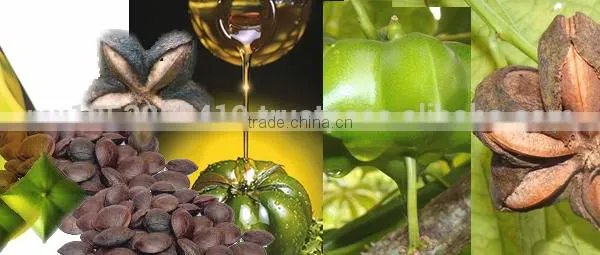 COLD PRESSED SACHA INCHI OIL EXTRA VIRGIN