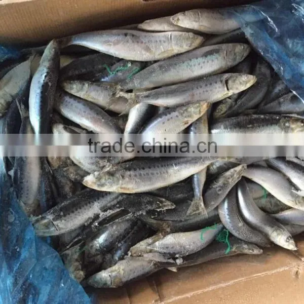 Frozen Whole Round Sardine 10-12pcs/kg for Market photo-4