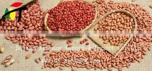 Wholesale Crispy Roasted Peanuts in Red Skin photo-5