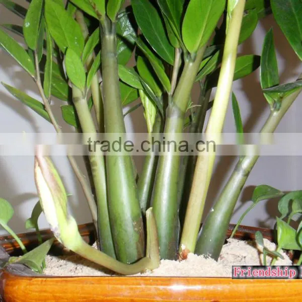 Natural Zamioculcas Zamiifolia for Indoor Ornamental Decorative Bonsai Plants photo-5