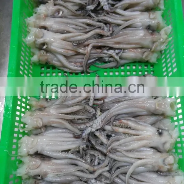 Frozen BQF Todarodes Squid Head in Sale