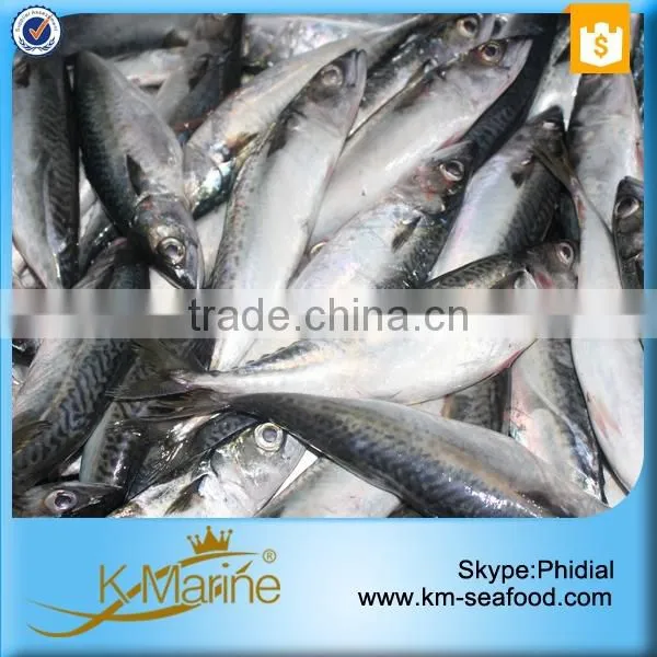 Hot Sale Competitive Prices Land Frozen Mackerel Fish Benefits photo-6