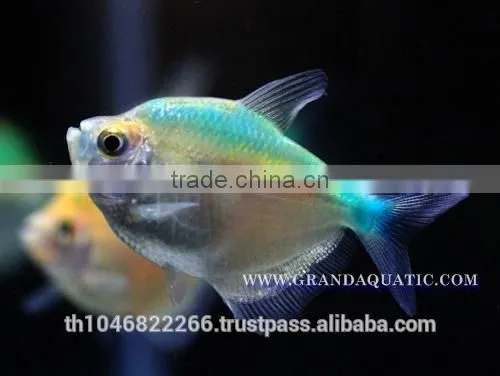 White Skirt Tetras Fish Farm For Sale and Export photo-6