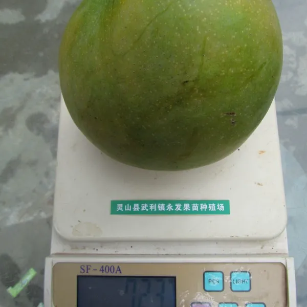 The Ultimate Guide to Growing Mango Trees Iwan Japan Mango Trees