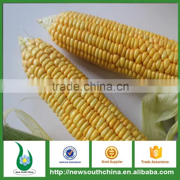 Grade A Quality Canned Sweet Kernel Corn