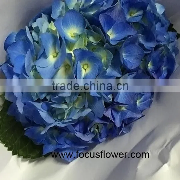 Beauty High Quality Hydrangea Fresh Flower Global Distribution photo-4