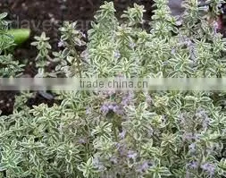 Thyme Oil BP 2006