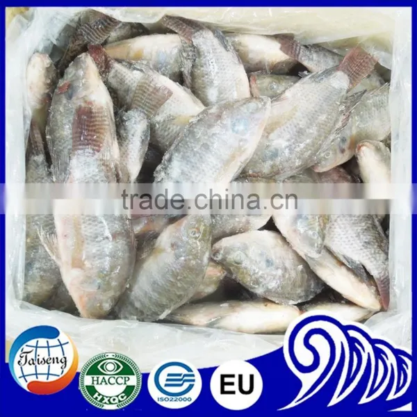 Best Price Tilapia Fish Farming Raised photo-4