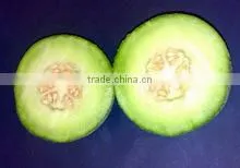 Egypt Cantaloupe