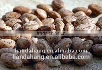 Pinto Beans photo-2