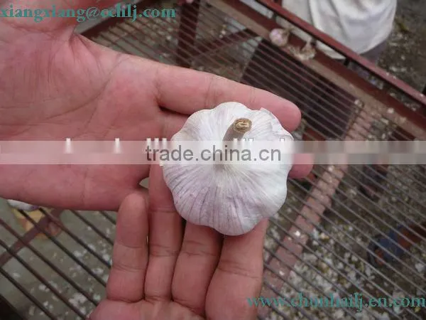 Chinese Exported Peeled Garlic photo-6