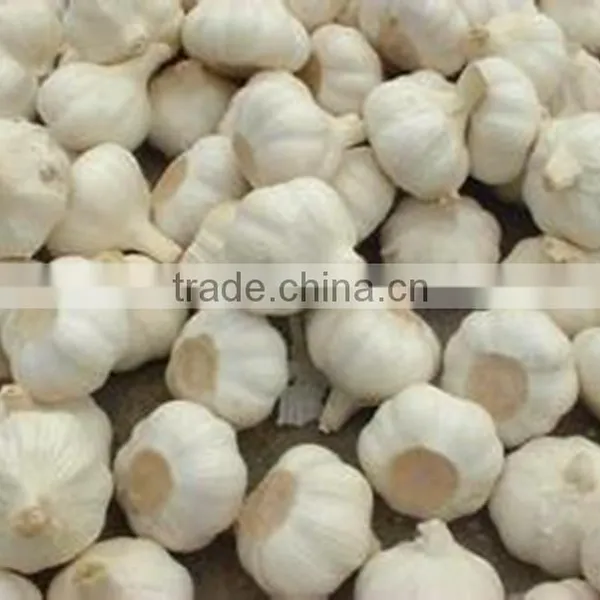 Bulk Spices of Chines Garlic photo-2
