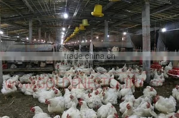 Goldenest Automatic Egg Collection System Chicken Nesting Boxes Factory Price JCJ15-A02 photo-4