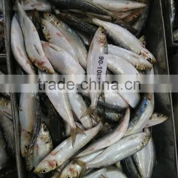 Frozen Sardine For Bait photo-2