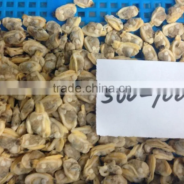 Export Class Quality Frozen Baby Clam Meat photo-4