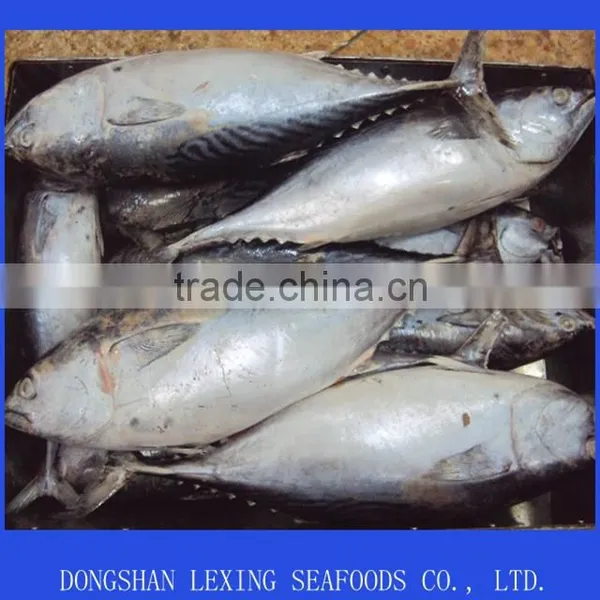 Frozen Bonito Tuna Whole Round Fish
