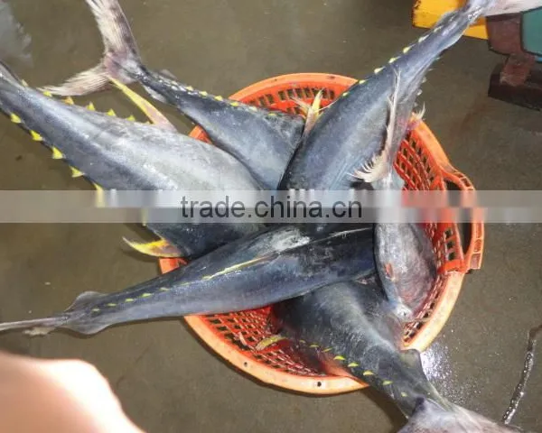 Frozen Yellowfin Tuna photo-2